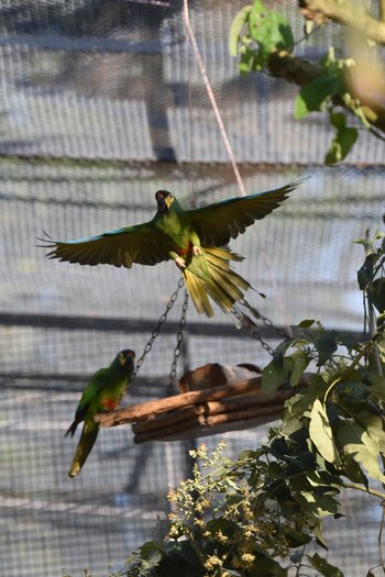 Un loro verde vuela con las alas extendidas y otro loro verde se posa en una rama. Se observa una jaula de malla metálica, ramas de árbol y un comedero de madera