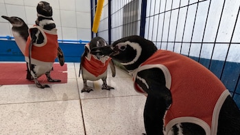 Pingüinos heridos en Chile usan chalecos con cobre y zinc para proteger sus heridas
