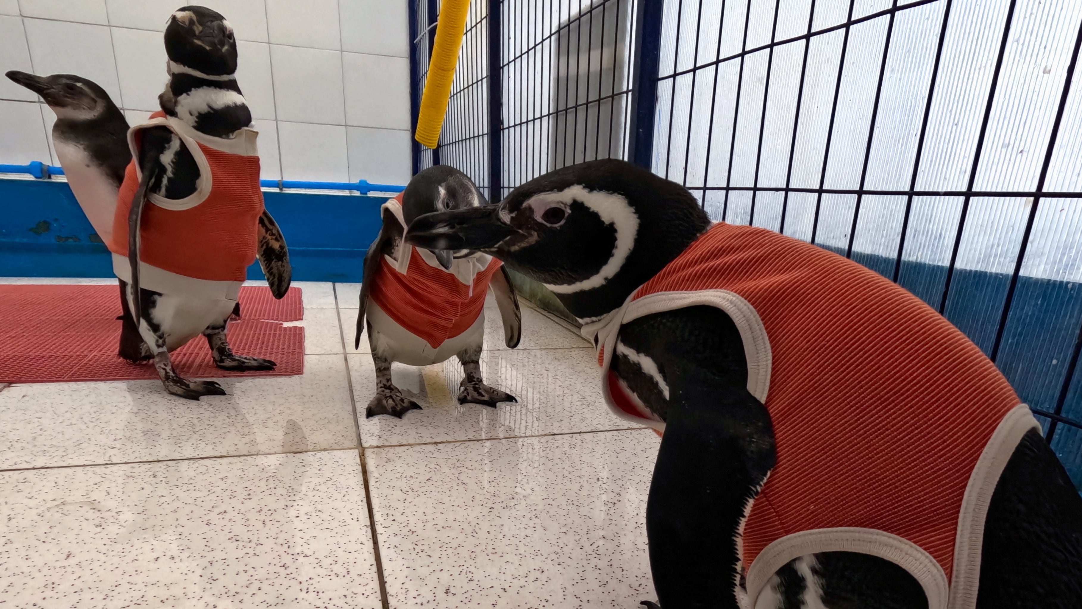 Pingüinos heridos en Chile prueban chalecos de cobre y zinc ante su retroceso