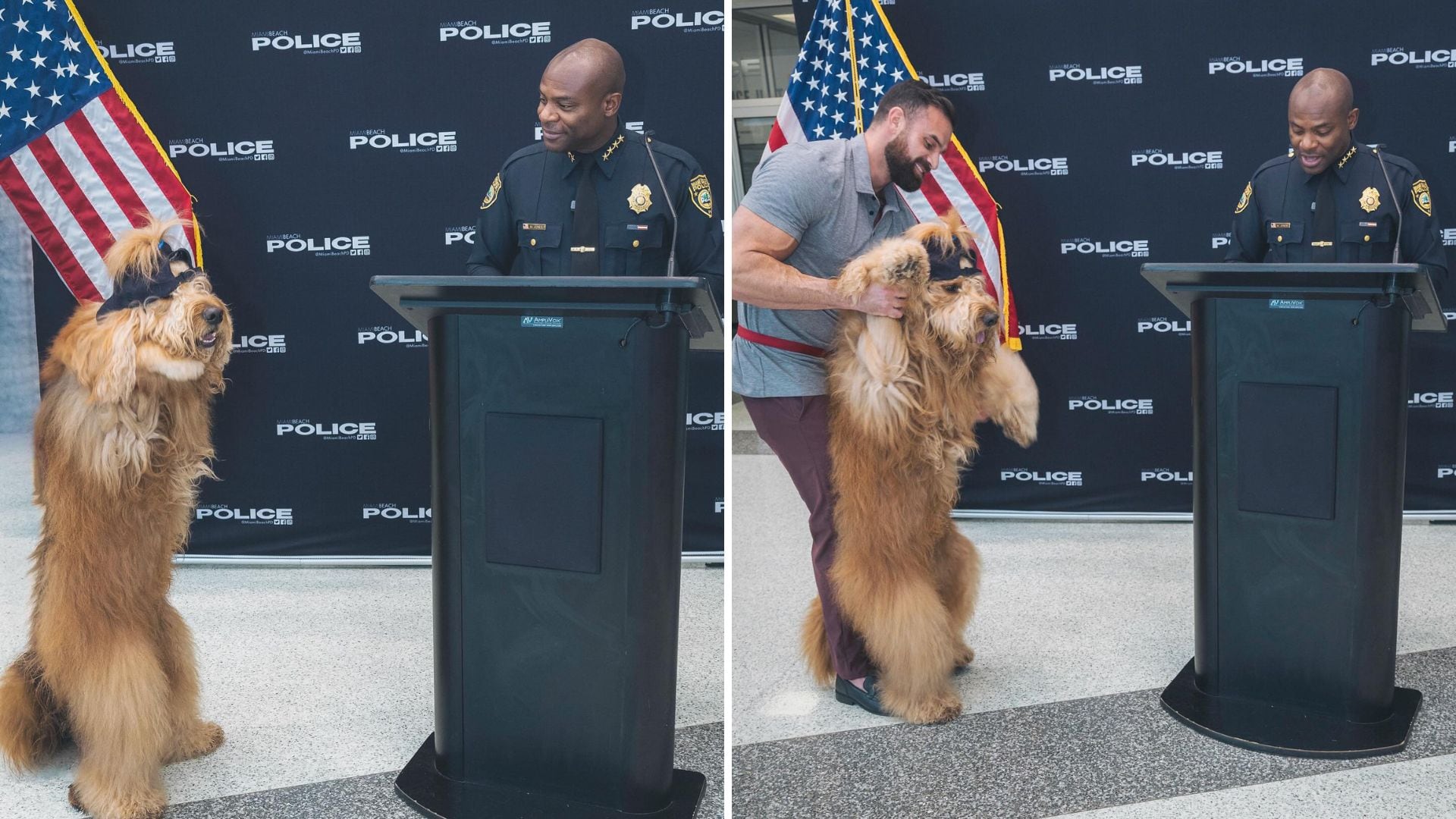 El perro famoso en Estados Unidos reuné millones de seguidores y utiliza sus redes para causas benéficas (@brodiethatdood)