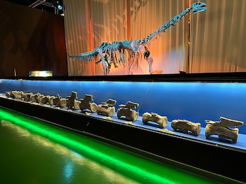 Huesos originales del Diplodocus de El Castellar expuestos en el Museo Aragonés de Paleontología ubicado en Dinópolis (Teruel, España). (Fundación Conjunto Paleontológico de Teruel-Dinópolis)