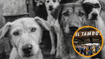 El reconocido restaurante El Tambor respondió a la polémica por aviso que molestó a los animalistas: “Tenemos problemas con los perros de la calle, les pedimos el favor de no alimentarlos”
