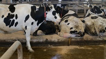 Asaja exige al Gobierno una