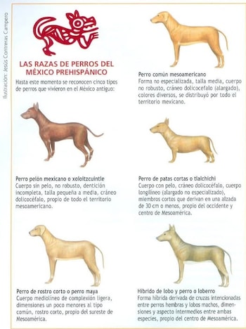 Infografía con textos e ilustraciones de cinco variedades de perros sobre fondo blanco y un símbolo prehispánico de color rojo