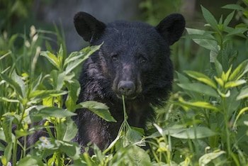 Un oso de pelaje negro mira hacia la cámara rodeado de hojas y vegetación verde con una rama fina en la boca