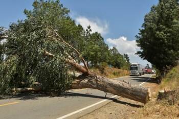 Un arbol fue derribado para impedir el paso a la altura de Epizana, Bolivia, el 17 de octubre de 2024. REUTERS/Patricia Pinto