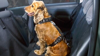 Es preferible que los animales