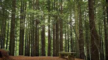 El mayor bosque de secuoyas rojas de Europa está en España y fue declarado Monumento Natural
