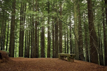 Monumento Natural de las Secuoyas del Monte Cabezón: los ejemplares alcanzan hasta 40 o 50 metros de altura.