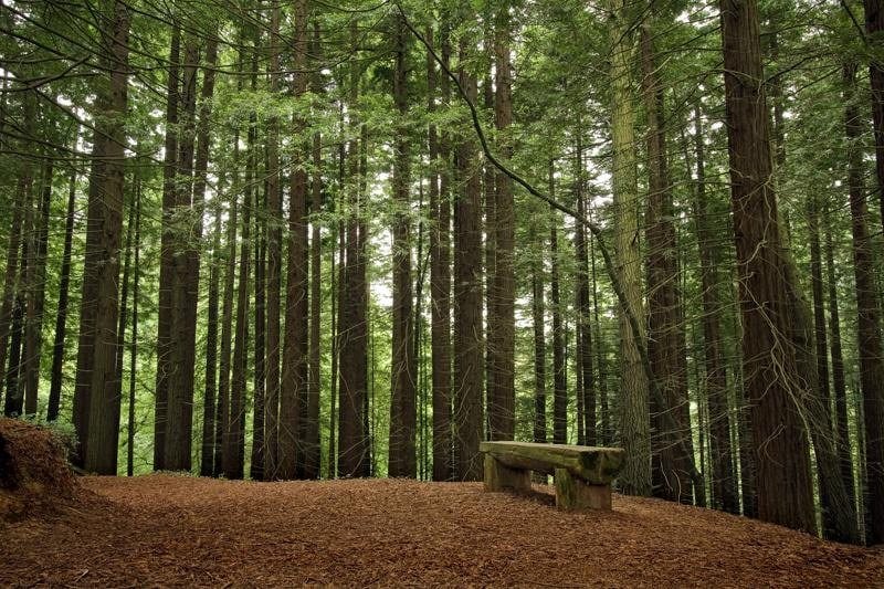 Monumento Natural de las Secuoyas del Monte Cabezón: una pasarela adaptada permite acceder al interior del bosque. (Cantabria Rural)