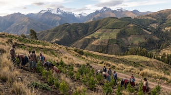Personas con vestimenta tradicional plantan pequeños árboles en una ladera junto a un camino, con montañas nevadas de fondo.