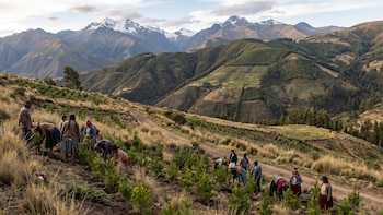 Keiko Fujimori anuncia inversión de USD 300 millones para reforestar 50 mil hectáreas en los Andes