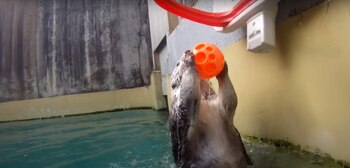 Eddie tuvo que ser sacrificada