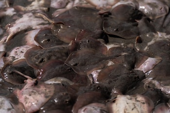 Agrupación densa de múltiples mantarrayas de cuerpo plano, color marrón y gris, con algunas manchas rosadas, sobre una superficie arenosa y húmeda