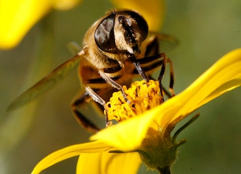 En la imagen de archivo, una abeja recoge el néctar en Tagelswangen, Suiza. EFE/Steffen Schmidt