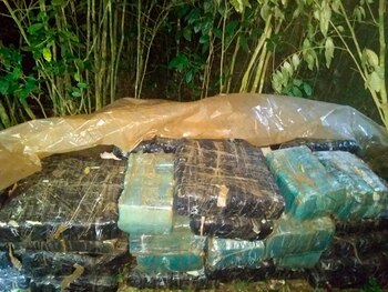 Secuestro de marihuana en Misiones