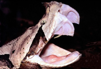 Perfil de la cabeza de una serpiente de escamas claras y manchas oscuras con la boca muy abierta y un colmillo visible