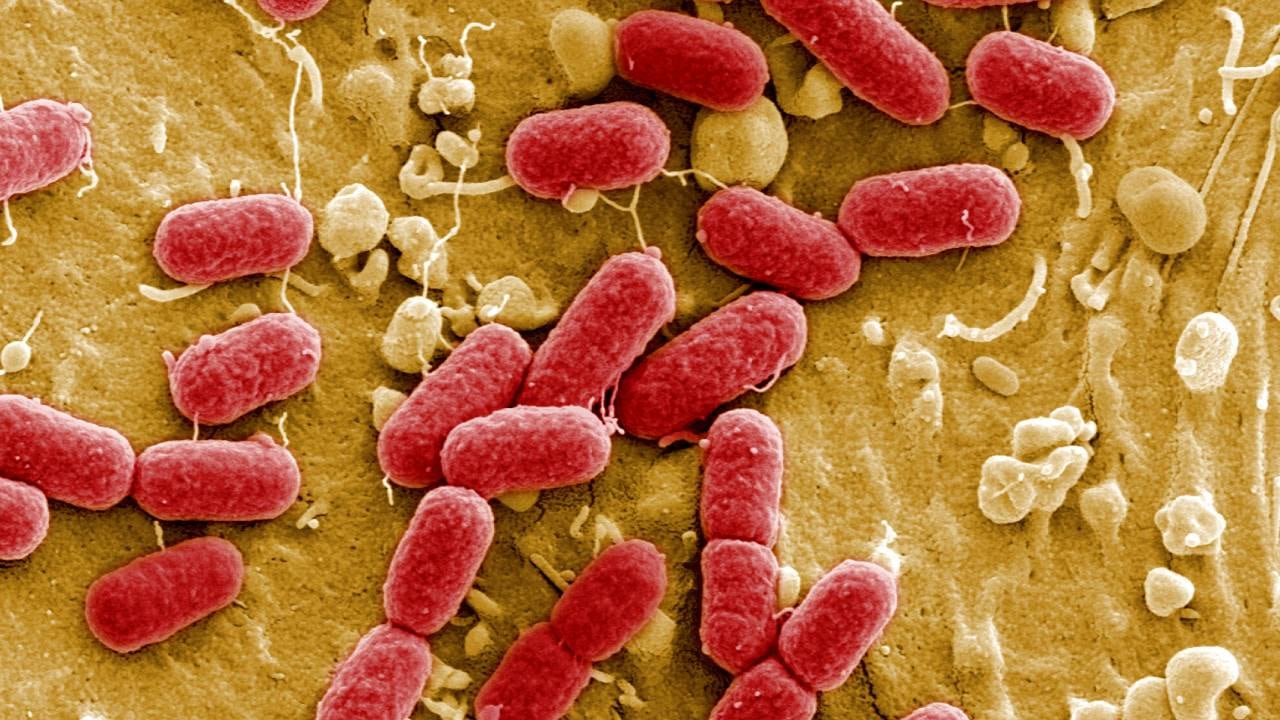 Publix indicó que quienes tengan los arándanos orgánicos retirados no deben consumirlos y deben desecharlos o devolverlos para recibir un reembolso completo por contaminación (Reuters)