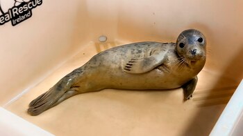 Tralee fue encontrada letárgica y