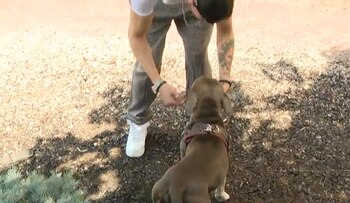 Thynes decidió cuidar al animal