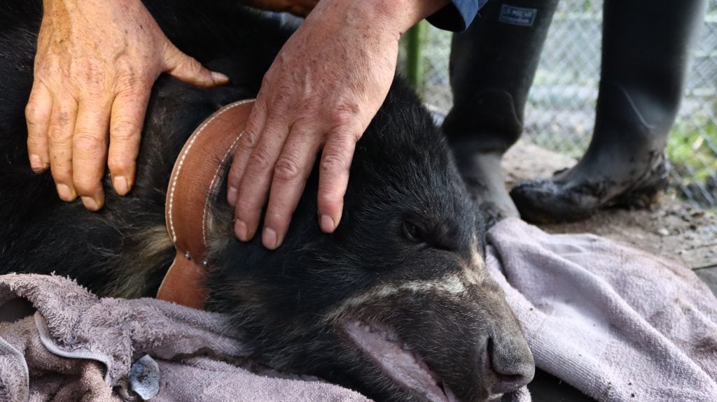 Muere Tamá, el oso andino símbolo de esperanza en Colombia, durante su liberación