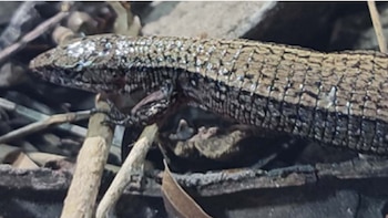 Hallazgo científico en Ayacucho revela una nueva especie de lagartija nunca antes registrada