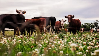 Un aditivo alimenticio para bajar