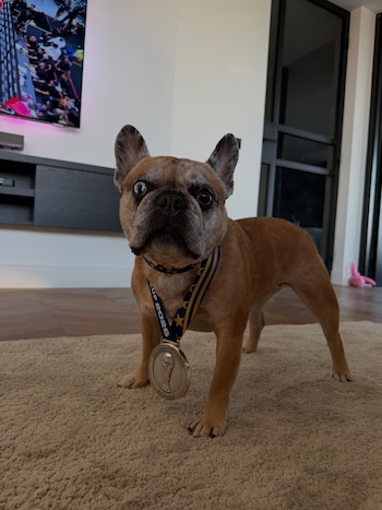 Un perro bulldog francés marrón claro usa una medalla plateada con el texto "FIFA WORLD CUP 2026 2nd PLACE" y una cinta azul y amarilla sobre una alfombra