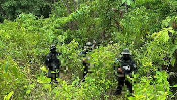 Honduras: Hallan plantación de 16 mil 500 arbustos de coca en Bonito Oriental, Colón