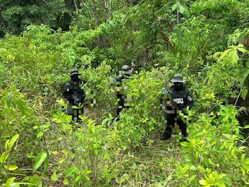 Militares localizaron una plantación de supuesta hoja de coca en una zona montañosa de Bonito Oriental, Colón. El cultivo ilícito ocupaba una extensión aproximada de tres manzanas de terreno. (Foto: Fuerzas Armadas)