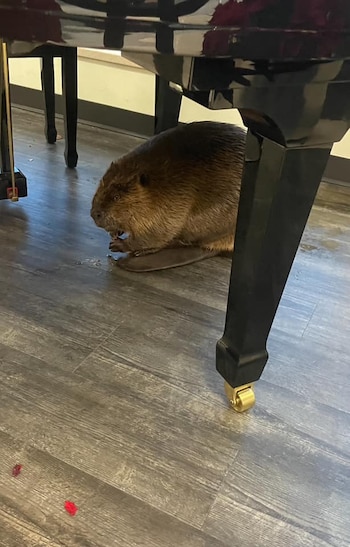 El castor oculto detrás de