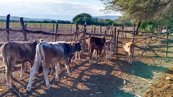 Detectan caso de gusano barrenador