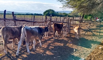 Agricultura detecta caso de Gusano