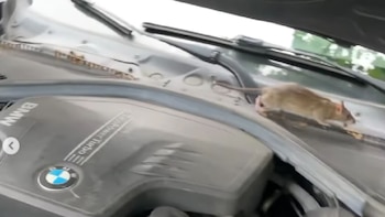 Habitualmente, las ratas buscan resguardo