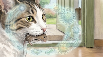 Ilustración de un gato atigrado de cerca, sosteniendo un ratón en su boca, con imágenes translúcidas de virus, bacterias y huevos de parásitos flotando a su alrededor.