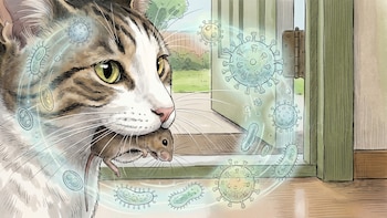 Esta es la clave para evitar contagiarse de enfermedades infecciosas transmitidas por animales