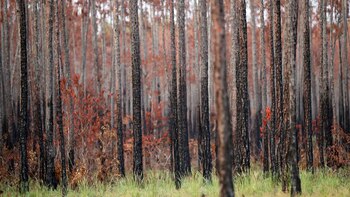 Honduras registra este año más