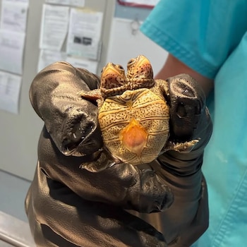 Una mano con guante negro sostiene una pequeña tortuga de dos cabezas con la parte inferior del caparazón expuesta