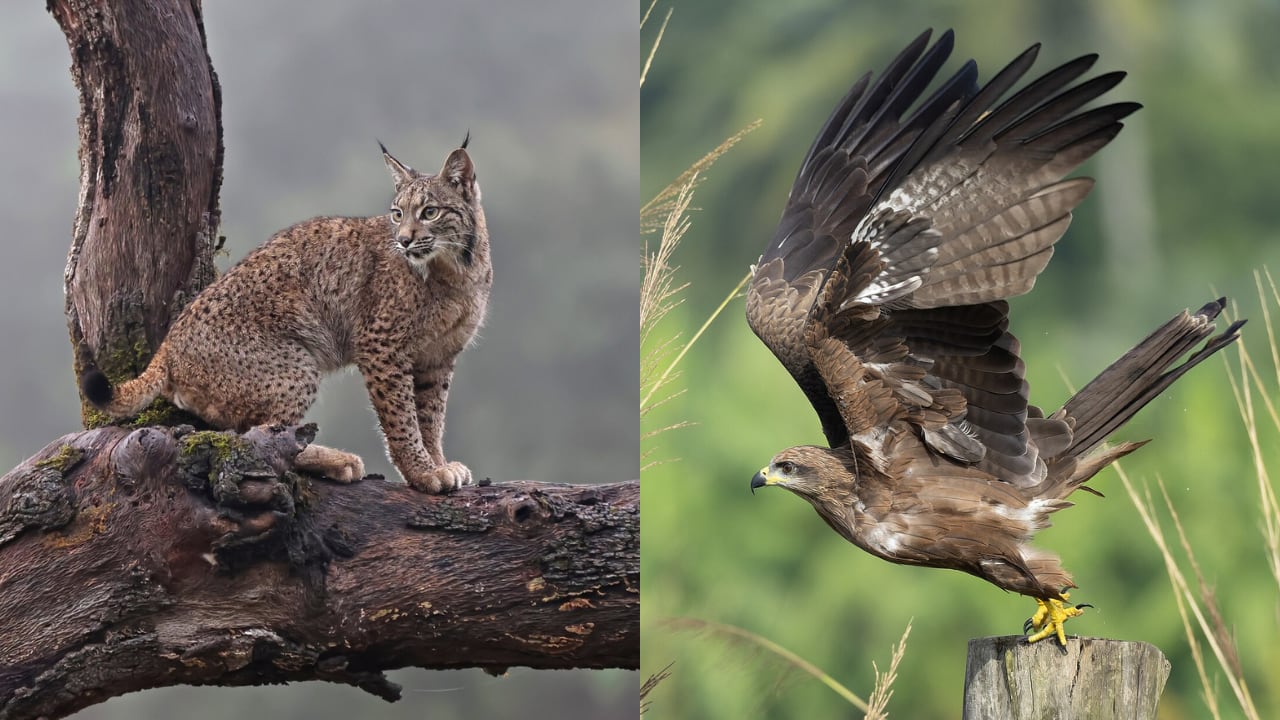 Un estudio del CSIC identifica depredación del lince ibérico sobre el milano negro en Doñana. (Montaje Infobae con imágenes de Christoph Moning/Wikimedia Commons y Tisha Mukherjee/Wikimedia Commons)