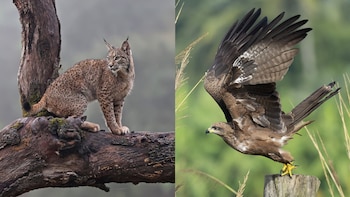 La “batalla” de los linces ibéricos y los milanos negros en Doñana: la sequía y la escasez de conejos llevan al felino a cazar crías del ave rapaz