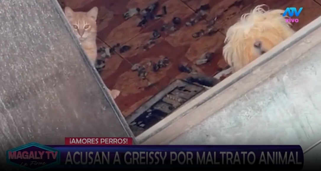 Greissy Ortega enfrenta acusaciones de presunto maltrato animal: vecinos difunden videos y audios. Captura: Magaly TV La Firme.