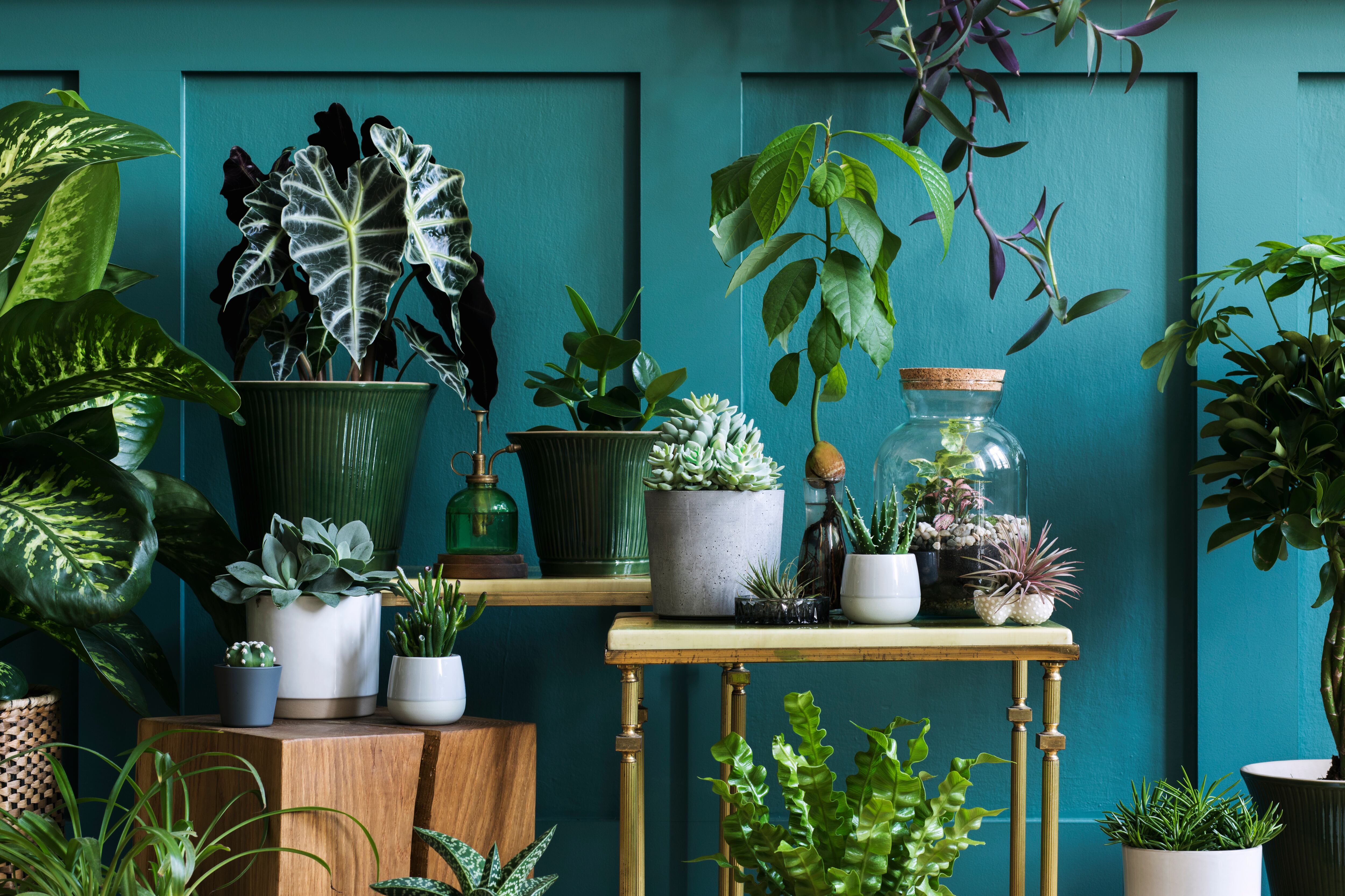 Plantas (Adobe Stock)