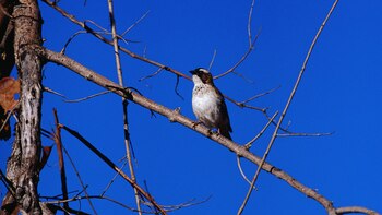 Hwange National Park, Matabeleland North,