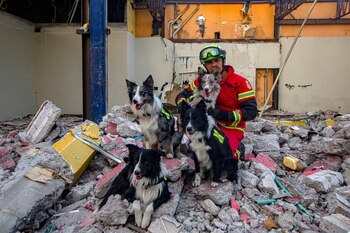 Perros rescatistas