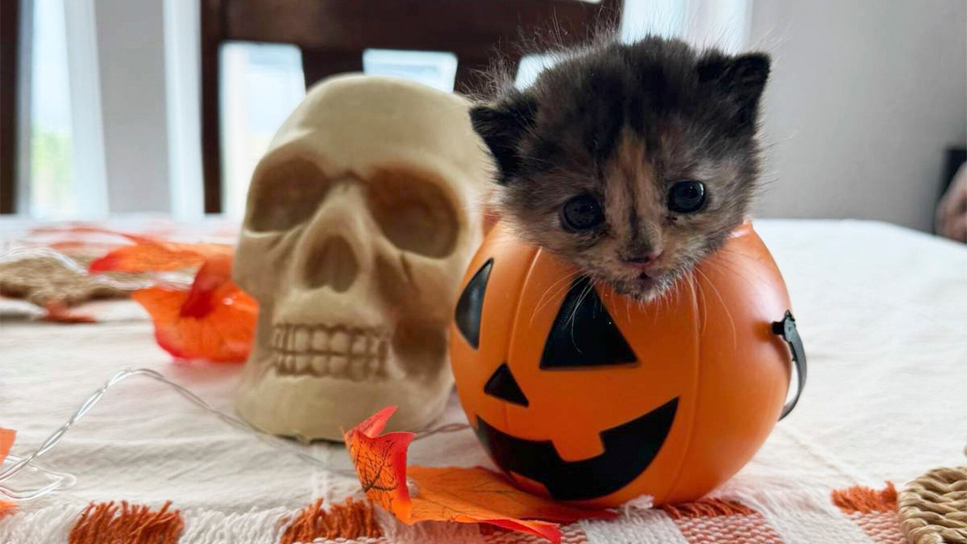 Wyatt y Bailey Pressley salvaron a Tubby tras escuchar sus maullidos entre los paneles de yeso, compartiendo su historia y progreso en TikTok para inspirar con su dedicación y amor. (Tik Tok/@baileylpressley)