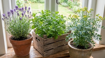 Tres plantas en macetas se exhiben en el alféizar de una ventana: lavanda con flores moradas, menta de hojas verdes y ruda con flores amarillas.