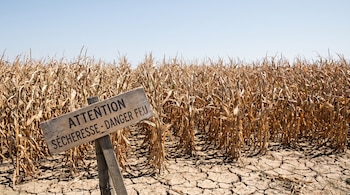 Campo de maíz con plantas secas y marchitas, suelo agrietado, cartel de madera con texto "ATTENTION SÉCHERESSE - DANGER FEU", cielo azul claro.