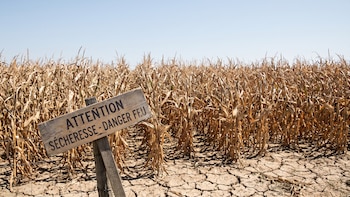Cosechas en riesgo: el calor extremo y la sequía golpean al agro europeo