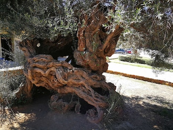 El árbol pertenece a la