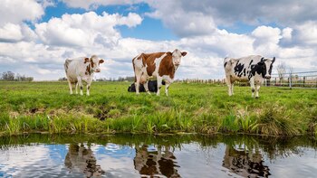 Las estrategias innovadoras para reducir